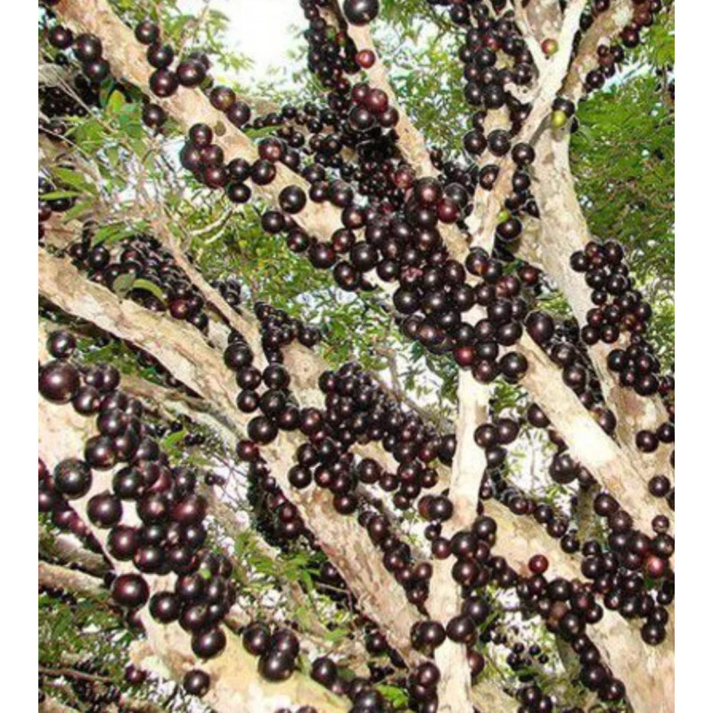 Jabuticaba em Flor (Myrciaria jaboticaba)