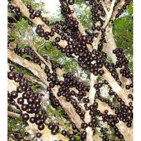 Jabuticaba em Flor (Myrciaria jaboticaba)
