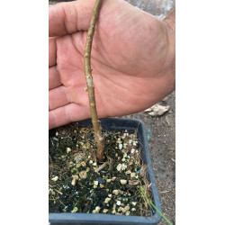 Jabuticaba em Flor (Myrciaria jaboticaba)