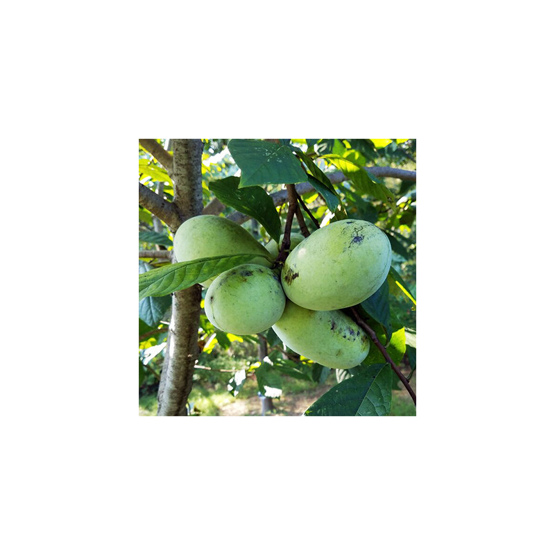 Asimina Triloba Tallahatchie Peterson( Paw Paw)