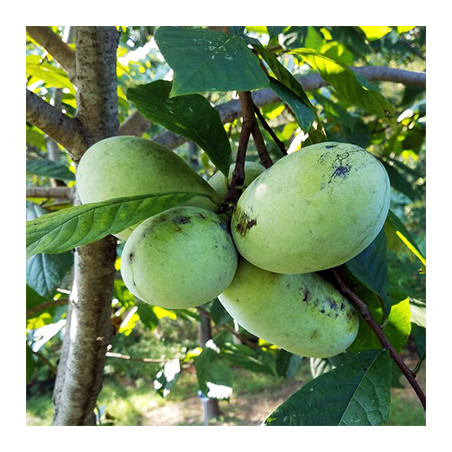 Asimina Triloba Tallahatchie Peterson( Paw Paw)