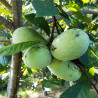 Asimina Triloba Tallahatchie Peterson( Paw Paw)