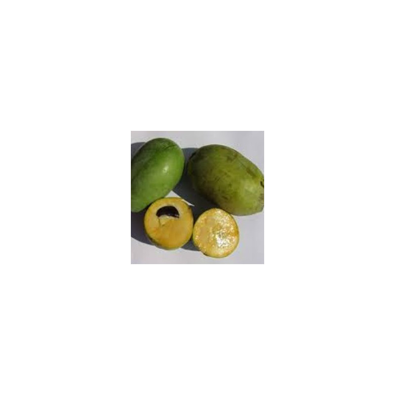 Asimina Triloba Taylor ( Paw Paw)