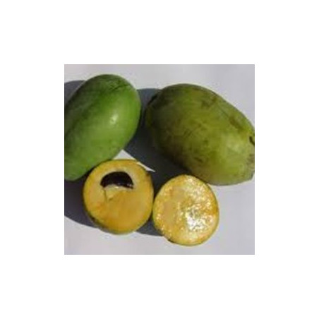 Asimina Triloba Taylor ( Paw Paw)