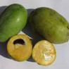 Asimina Triloba Taylor ( Paw Paw)