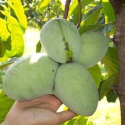 Asimina Triloba Tropical Treat( Paw Paw)