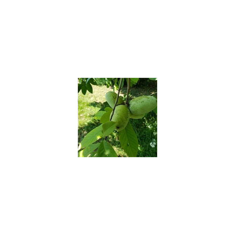 Asimina Triloba Wells ( Paw Paw)