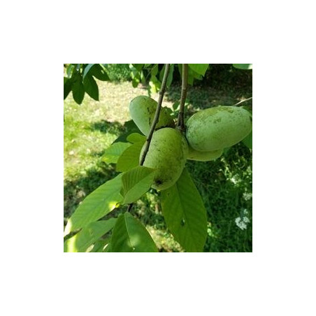 Asimina Triloba Wells ( Paw Paw)