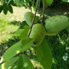 Asimina Triloba Wells ( Paw Paw)