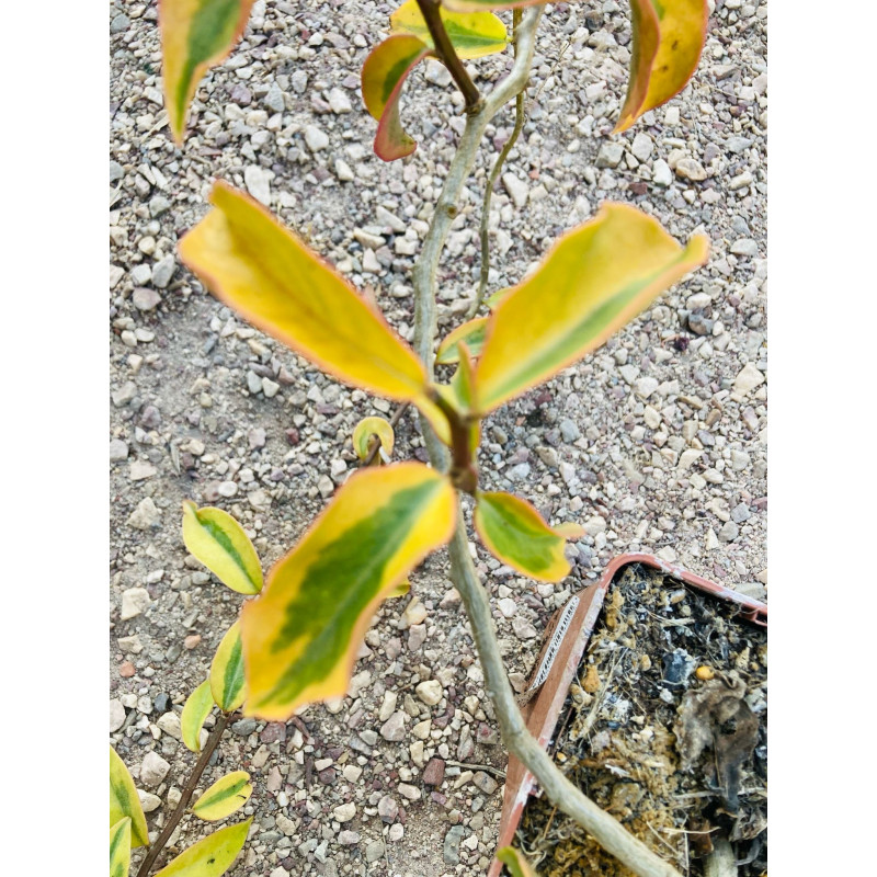 Ora pro Nobis Variegata ( Pereskia Aculeata var. godseffiana)