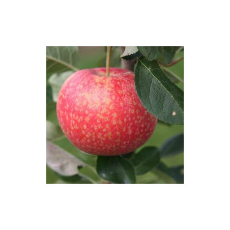 Macieira Paradis Katka ( Malus Domestica)
