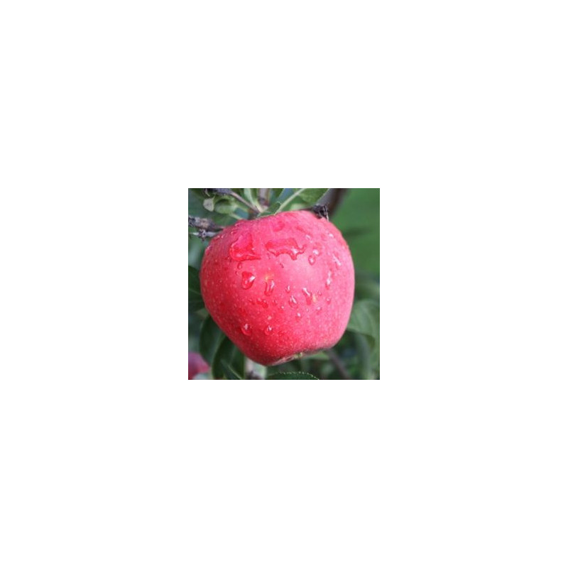 Macieira Paradis Myra ( Malus Domestica)