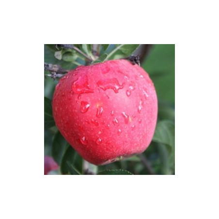 Macieira Paradis Myra ( Malus Domestica)