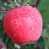 Macieira Paradis Myra ( Malus Domestica)