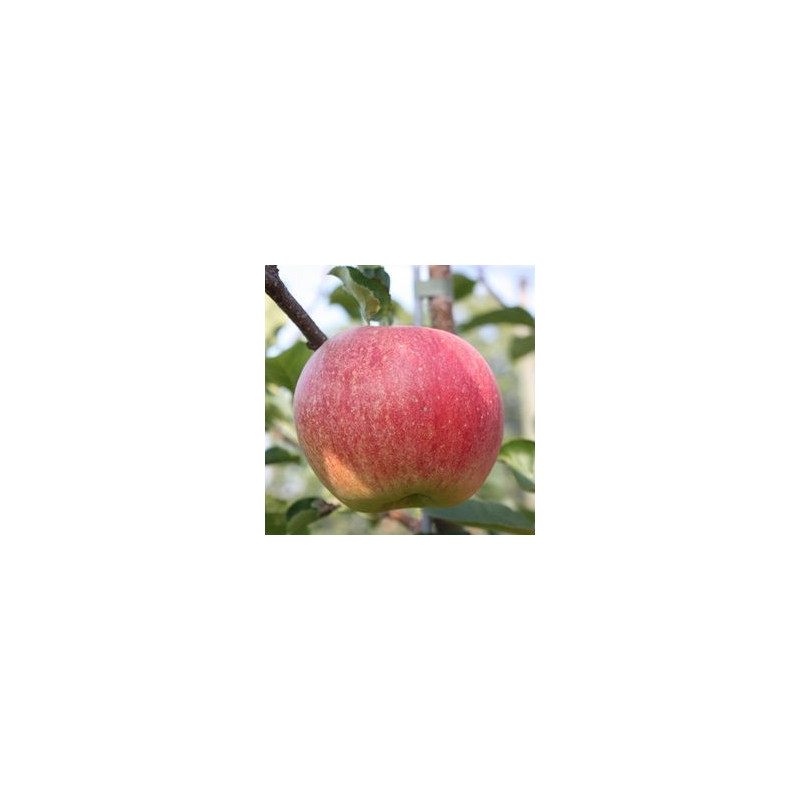 Macieira Paradis Sparkling ( Malus Domestica)