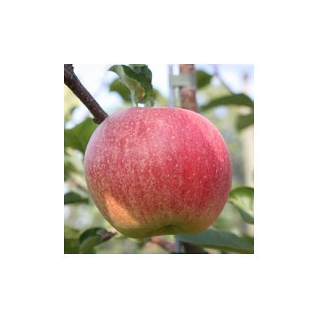 Macieira Paradis Sparkling ( Malus Domestica)