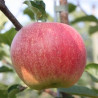 Macieira Paradis Sparkling ( Malus Domestica)