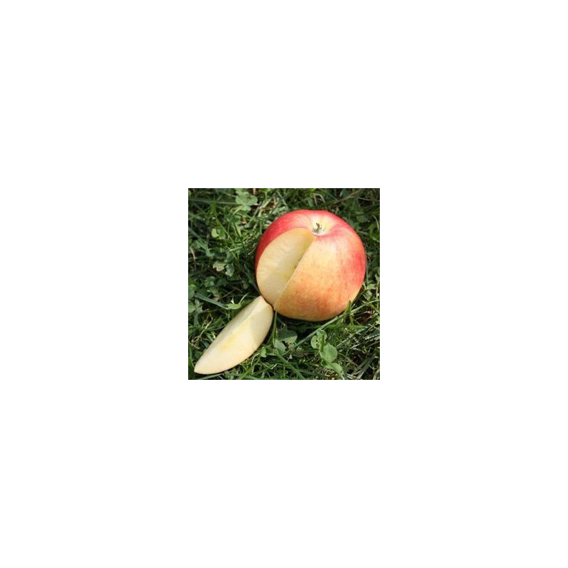 Macieira Paradis Utopia ( Malus Domestica)