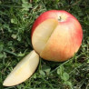 Macieira Paradis Utopia ( Malus Domestica)