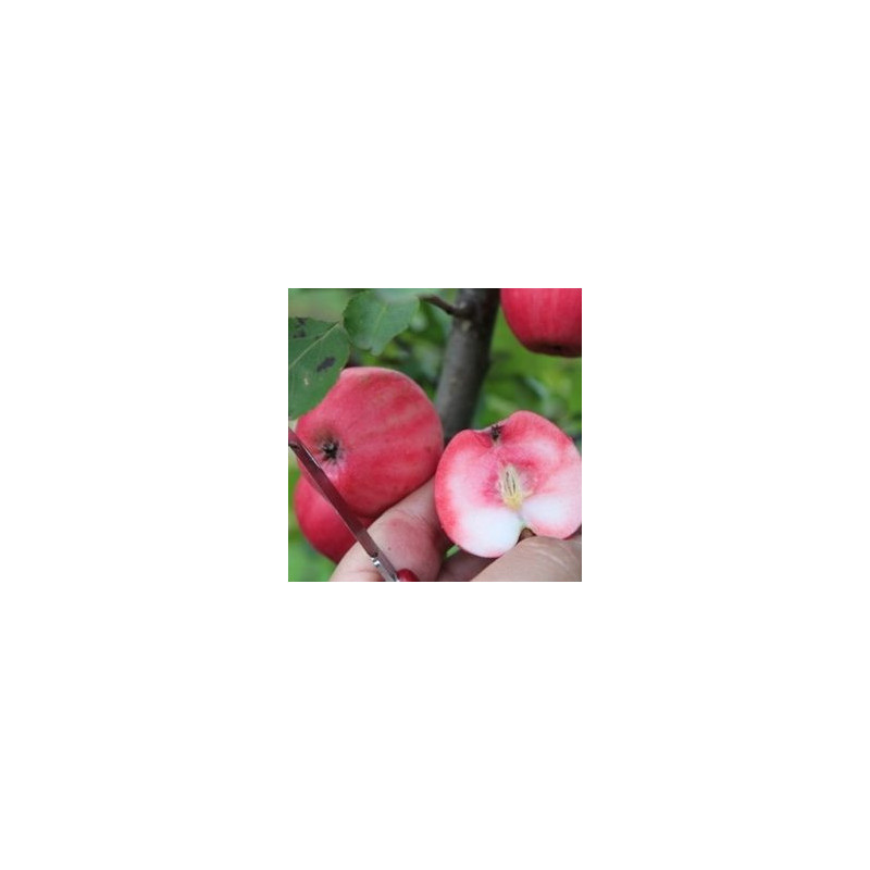 Macieira Red Love Lollipop ( Malus Domestica)
