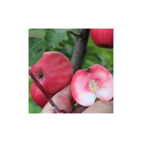 Macieira Red Love Lollipop ( Malus Domestica)