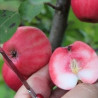 Macieira Red Love Lollipop ( Malus Domestica)