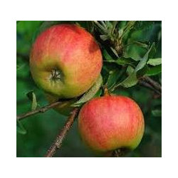 Macieira Elstar ( Malus Pumila Var. Domestica)