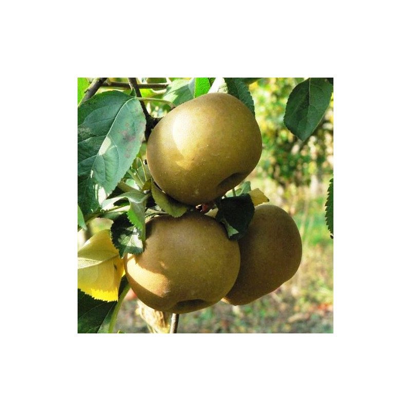 Macieira Reinette Du Canada ( Malus communis )