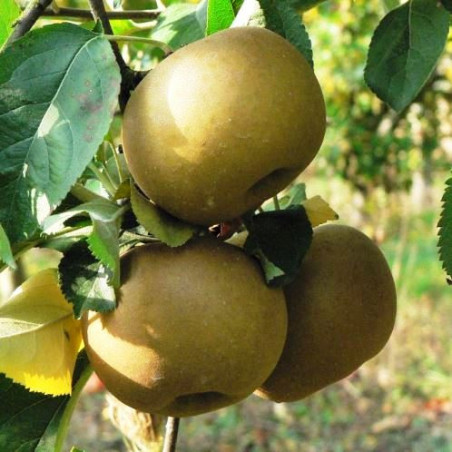 Macieira Reinette Du Canada ( Malus communis )