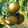 Macieira Reinette Du Canada ( Malus communis )