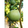 Limão Máxima ( Citrus Maxima)