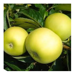 Macieira Chantecler Belchard ( Malus Domestica)