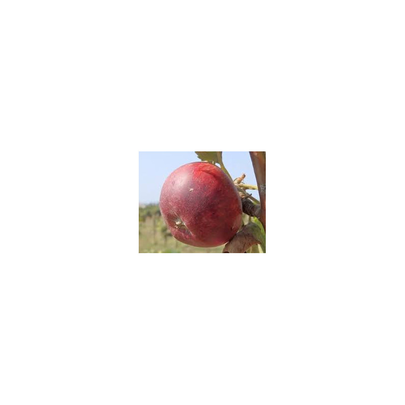 Macieira Faro ( Malus Domestica)