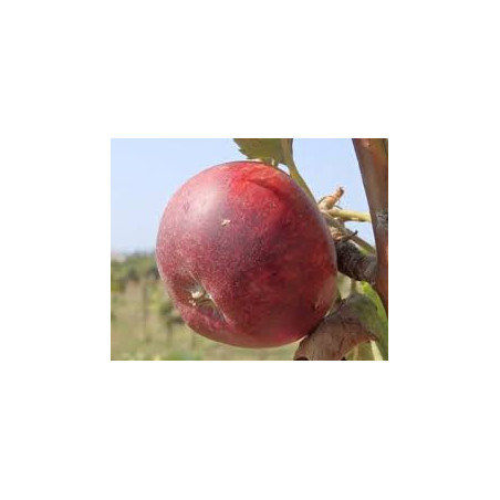Macieira Faro ( Malus Domestica)