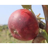 Macieira Faro ( Malus Domestica)