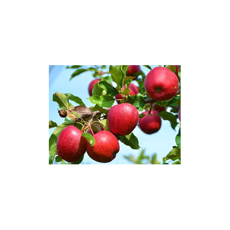 Macieira Reine des Reinettes ( Malus Domestica)