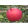 Macieira Melrose ( Malus Domestica)