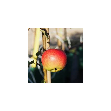 Macieira Nowvelle Europe ( Malus Domestica)