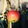 Macieira Nowvelle Europe ( Malus Domestica)