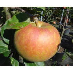 Macieira Bénédictin ( Malus Domestica)