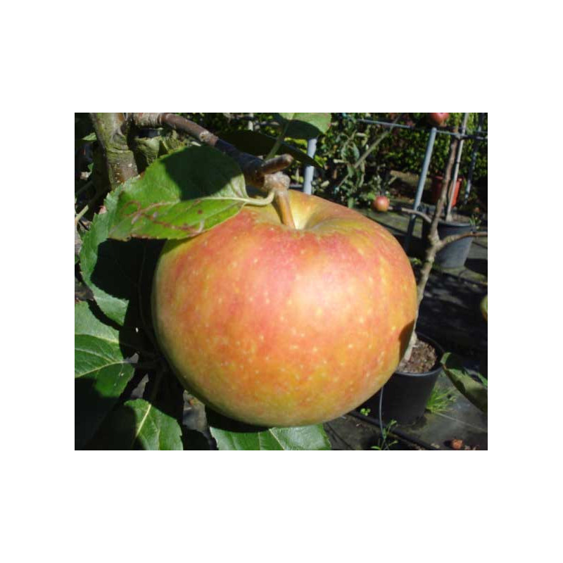 Macieira Bénédictin ( Malus Domestica)
