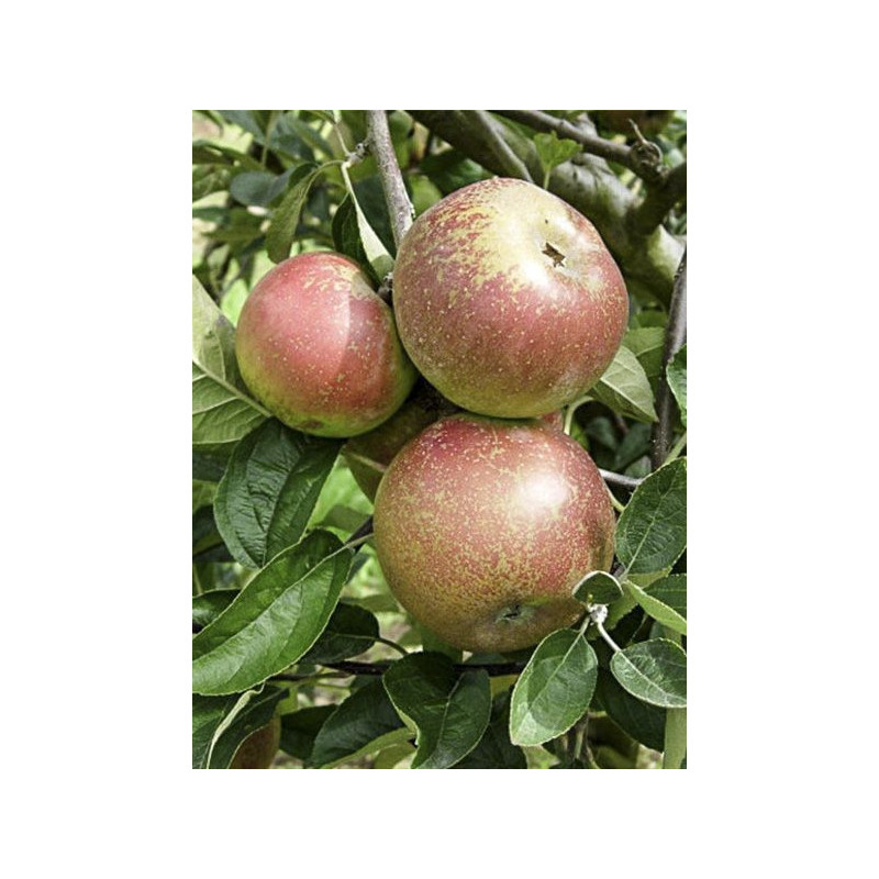 Macieira Reinette D´Armonique ( Malus Domestica)