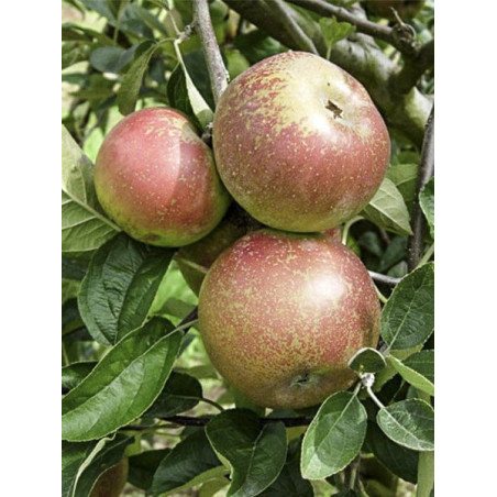 Macieira Reinette D´Armonique ( Malus Domestica)