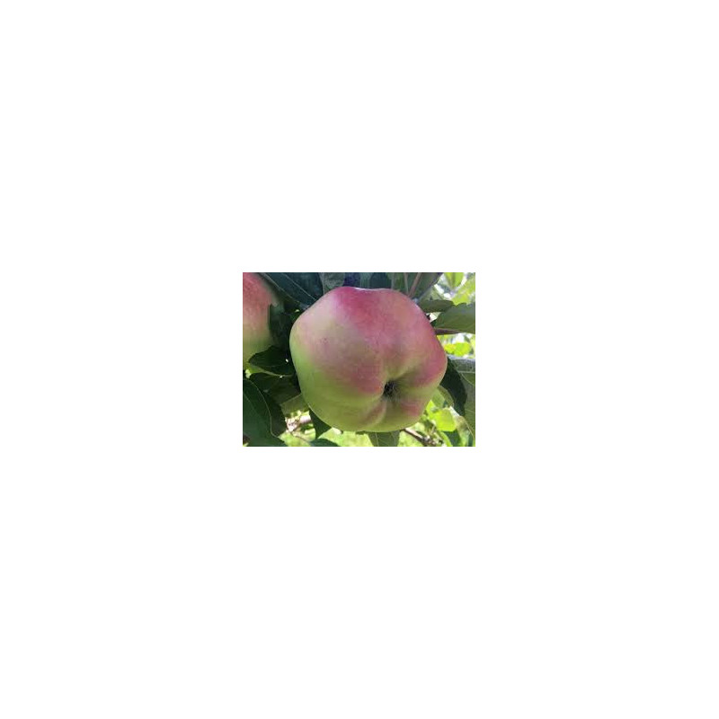 Macieira Calville Blanche ( Malus Domestica)