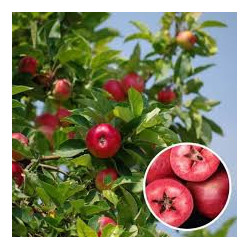Macieira Red Merylinn ( Malus Domestica)