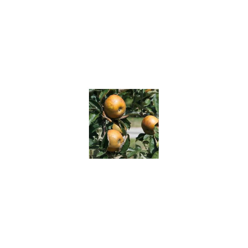 Macieira Reinette Doreé de Vitry ( Malus Domestica)