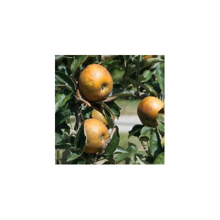 Macieira Reinette Doreé de Vitry ( Malus Domestica)