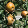 Macieira Reinette Doreé de Vitry ( Malus Domestica)