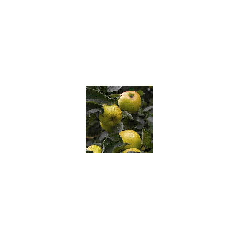 Macieira Reinette de Brive ( Malus domestica)