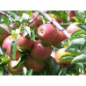 Macieira Jonagold ( Malus Domestica)